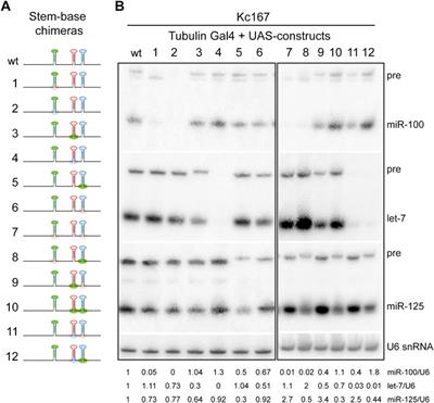 Molecular Dissection of a Conserved Cluster of miRNAs Identifies Critical Structural Determinants That Mediate Differential Processing